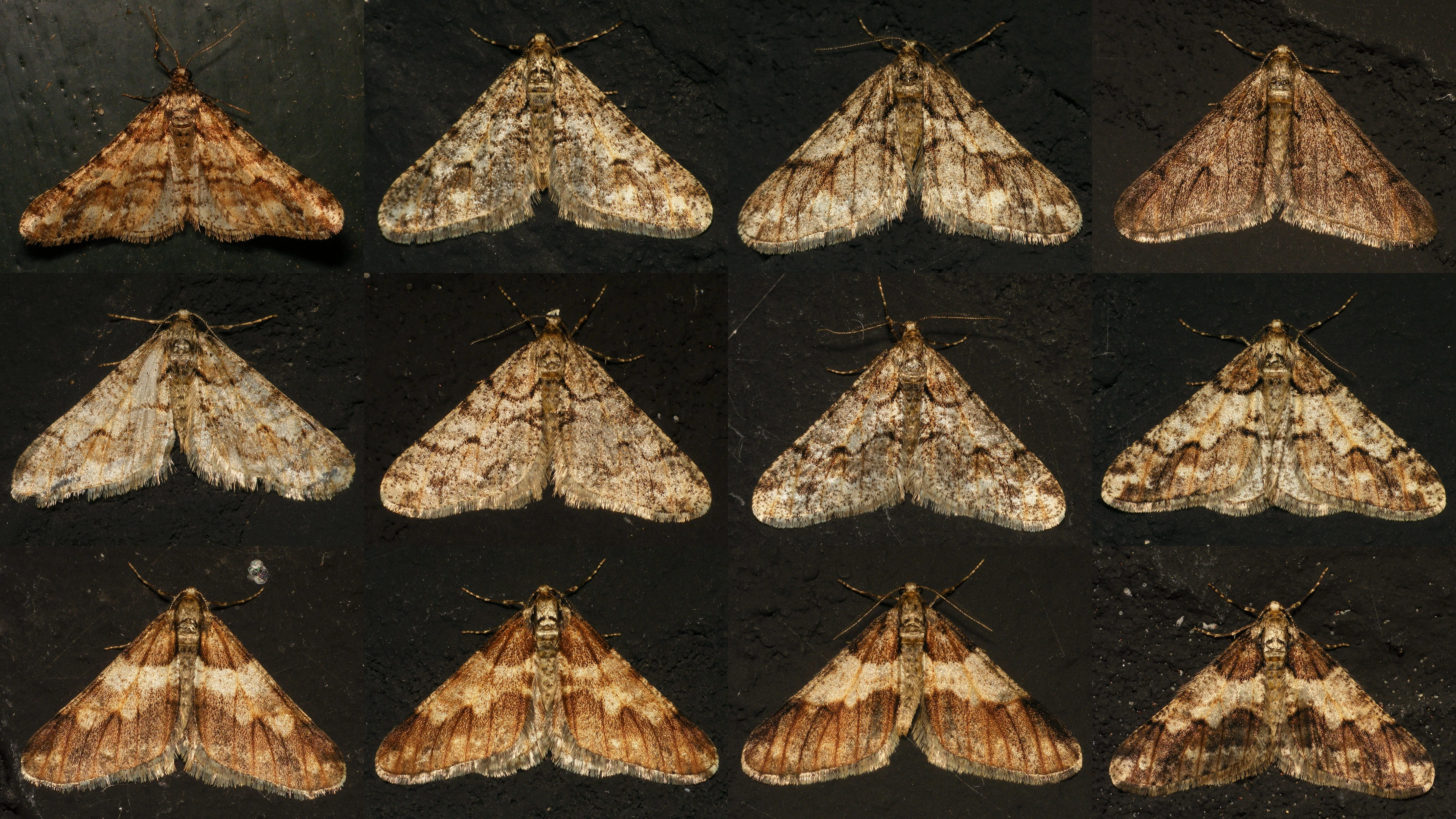 Arp Kruithof, Agriopis leucophaearia, mannetjes.jpg